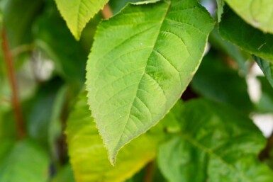 Berg-Kirsche Prunus sargentii Mehrstämmig 250-300 T Prunus sargentii Mehrstämmig 250-300