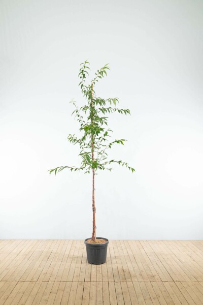 Mahagoni-Kirsche Prunus serrula Hochstamm Stammumfang 6-8 T Prunus serrula Hochstamm 6/8