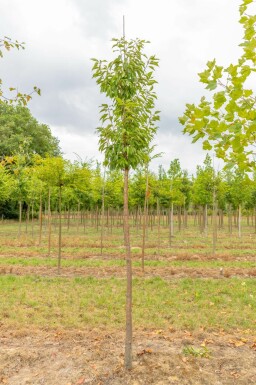 Mahagoni-Kirsche Prunus serrula Hochstamm Prunus serrula Hochstamm