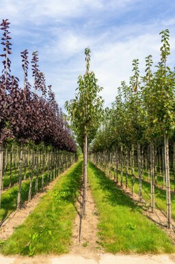 Mahagoni-Kirsche Prunus serrula Hochstamm Stammumfang 6-8 T Prunus serrula Hochstamm 6/8