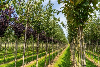 Mahagoni-Kirsche Prunus serrula Hochstamm Stammumfang 6-8 T Prunus serrula Hochstamm 6/8