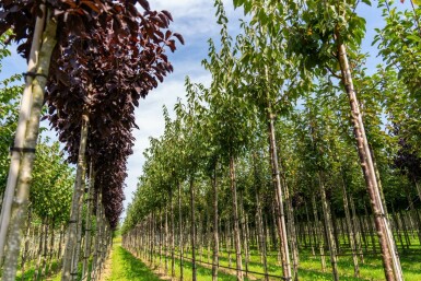 Mahagoni-Kirsche Prunus serrula Hochstamm Stammumfang 6-8 T Prunus serrula Hochstamm 6/8