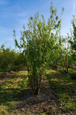 Mahagoni-Kirsche Prunus serrula Mehrstämmig 200-250 T Prunus serrula Mehrstämmig 200-250