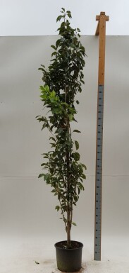 Japanische Blütenkirsche Prunus serrulata 'Amanogawa' Stammbusch Prunus serrulata 'Amanogawa' Stammbusch