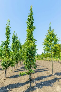 Japanische Blütenkirsche Prunus serrulata 'Amanogawa' Stammbusch Prunus serrulata 'Amanogawa' Stammbusch