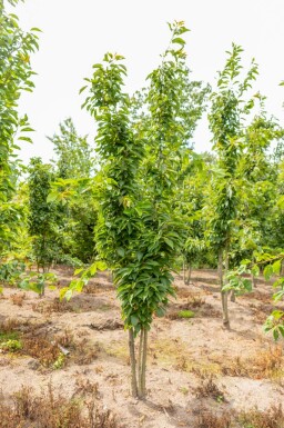 Japanische Blütenkirsche Prunus serrulata 'Amanogawa' Mehrstämmig Prunus serrulata 'Amanogawa' Mehrstämmig