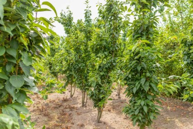 Japanische Blütenkirsche Prunus serrulata 'Amanogawa' Mehrstämmig Prunus serrulata 'Amanogawa' Mehrstämmig