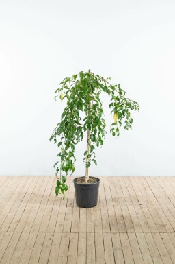 Japanische Blütenkirsche Prunus serrulata 'Kiku-shidare-zakura' Halbstamm Prunus serrulata 'Kiku-shidare-zakura' Halbstamm