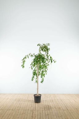 Japanische Blütenkirsche Prunus serrulata 'Kiku-shidare-zakura' Halbstamm Prunus serrulata 'Kiku-shidare-zakura' Halbstamm