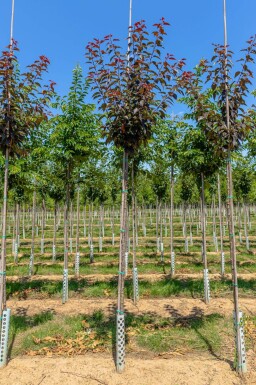 Japanische Blütenkirsche Prunus serrulata 'Royal Burgundy' Prunus serrulata 'Royal Burgundy'