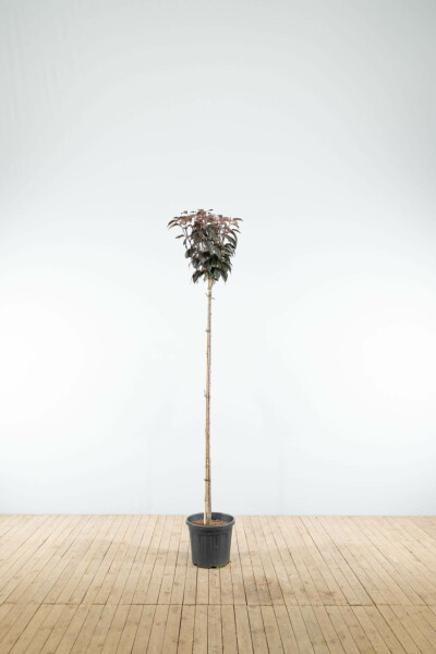 Japanische Blütenkirsche Prunus serrulata 'Royal Burgundy' Hochstamm Stammumfang 6-8 Stammhöhe 180 T Prunus serrulata 'Royal Burgundy' Hochstamm 6/8 180cm Stamm