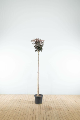 Japanische Blütenkirsche Prunus serrulata 'Royal Burgundy' Hochstamm Stammumfang 6-8 Stammhöhe 180 T Prunus serrulata 'Royal Burgundy' Hochstamm 6/8 180cm Stamm