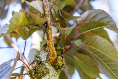 Japanische Blütenkirsche Prunus serrulata 'Royal Burgundy' Hochstamm Stammumfang 6-8 Stammhöhe 180 T Prunus serrulata 'Royal Burgundy' Hochstamm 6/8 180cm Stamm