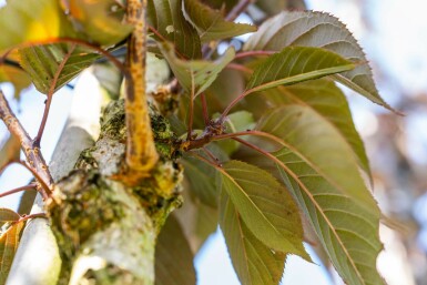 Japanische Blütenkirsche Prunus serrulata 'Royal Burgundy' Hochstamm Stammumfang 6-8 Stammhöhe 180 T Prunus serrulata 'Royal Burgundy' Hochstamm 6/8 180cm Stamm