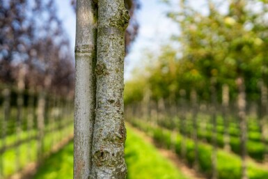 Japanische Blütenkirsche Prunus serrulata 'Royal Burgundy' Hochstamm Stammumfang 6-8 Stammhöhe 180 T Prunus serrulata 'Royal Burgundy' Hochstamm 6/8 180cm Stamm
