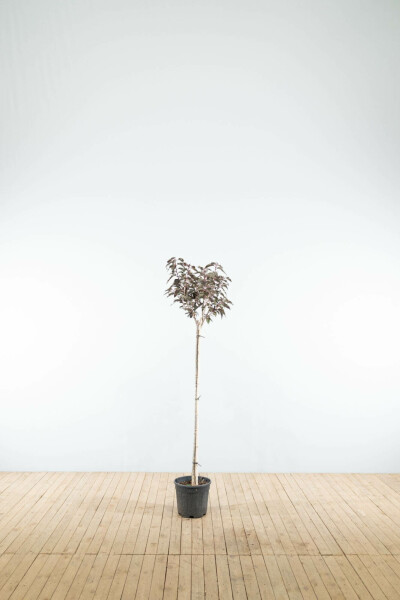 Japanische Blütenkirsche Prunus serrulata 'Royal Burgundy' Halbstamm Stammhöhe 120 T Prunus serrulata 'Royal Burgundy' Halbstamm 120cm Stamm