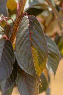 Japanische Blütenkirsche Prunus serrulata 'Royal Burgundy' Halbstamm Prunus serrulata 'Royal Burgundy' Halbstamm