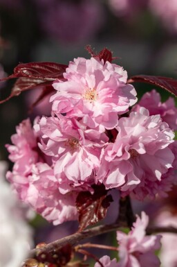 Japanische Blütenkirsche Prunus serrulata 'Royal Burgundy' Halbstamm Stammhöhe 120 T Prunus serrulata 'Royal Burgundy' Halbstamm 120cm Stamm