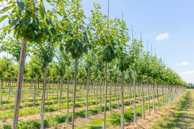Japanische Blütenkirsche Prunus serrulata 'Taihaku' Hochstamm Stammumfang 12-14 T Prunus serrulata 'Taihaku' Hochstamm 12/14