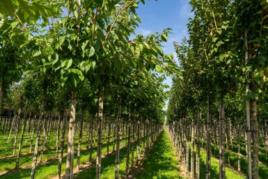Japanische Blütenkirsche Prunus serrulata 'Taihaku' Hochstamm Stammumfang 12-14 T Prunus serrulata 'Taihaku' Hochstamm 12/14