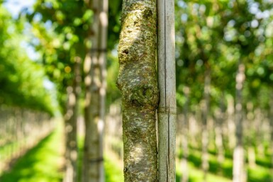 Japanische Blütenkirsche Prunus serrulata 'Taihaku' Hochstamm Stammumfang 12-14 T Prunus serrulata 'Taihaku' Hochstamm 12/14