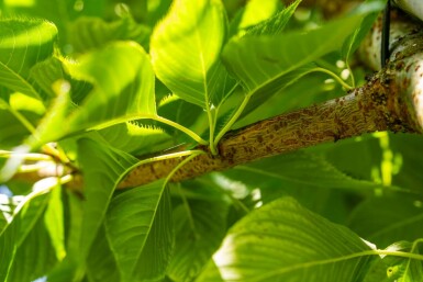 Japanische Blütenkirsche Prunus serrulata 'Taihaku' Hochstamm Stammumfang 12-14 T Prunus serrulata 'Taihaku' Hochstamm 12/14