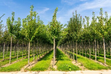 Japanische Blütenkirsche Prunus serrulata 'Taihaku' Hochstamm Stammumfang 12-14 T Prunus serrulata 'Taihaku' Hochstamm 12/14