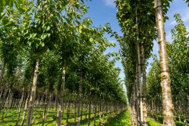 Japanische Blütenkirsche Prunus serrulata 'Taihaku' Hochstamm Stammumfang 12-14 T Prunus serrulata 'Taihaku' Hochstamm 12/14