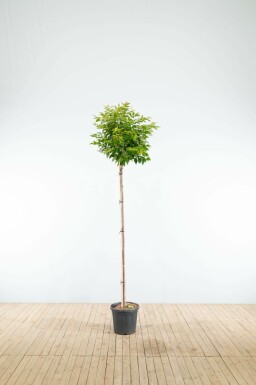 Higankirsche Prunus x subhirtella 'Autumnalis' Hochstamm Prunus x subhirtella 'Autumnalis' Hochstamm