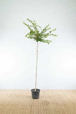 Higankirsche Prunus x subhirtella 'Autumnalis' Hochstamm Prunus x subhirtella 'Autumnalis' Hochstamm