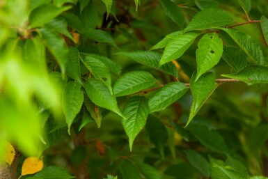 Higankirsche Prunus x subhirtella 'Autumnalis' Mehrstämmig 200-250 T Prunus x subhirtella 'Autumnalis' Mehrstämmig 200-250