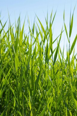Gemeines Schilfrohr Phragmites australis 5-10 Topf 9x9 cm (P9) Phragmites australis