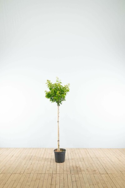 Higankirsche Prunus x subhirtella 'Autumnalis' Halbstamm Stammhöhe 120 T Prunus x subhirtella 'Autumnalis' Halbstamm 120cm Stamm