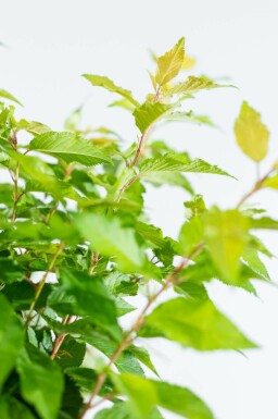 Higankirsche Prunus x subhirtella 'Autumnalis' Halbstamm Prunus x subhirtella 'Autumnalis' Halbstamm