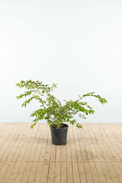 Higankirsche Prunus x subhirtella 'Autumnalis' Strauch 60-80 T Prunus x subhirtella 'Autumnalis' Strauch 60-80