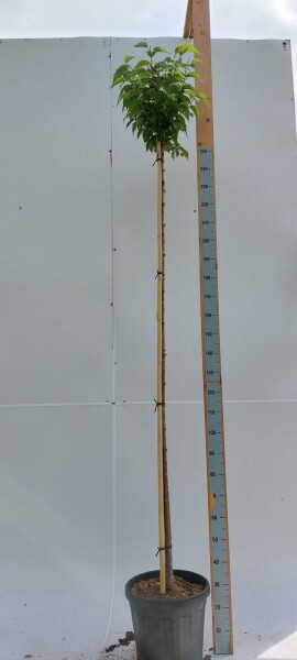 Rosablühende Winterkirsche Prunus x subhirtella 'Autumnalis Rozea' Hochstamm Stammumfang 8-10 Stammh Prunus x subhirtella 'Autumnalis Rosea' Hochstamm 8/10 180cm Stamm