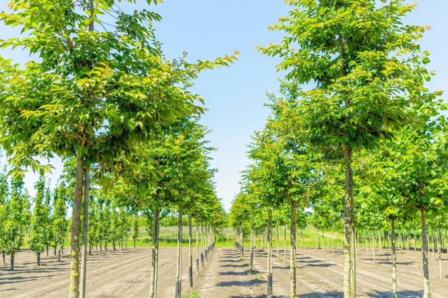 Rosablühende Winterkirsche Prunus x subhirtella 'Autumnalis Rozea' Hochstamm Stammumfang 8-10 Stammh Prunus x subhirtella 'Autumnalis Rosea' Hochstamm 8/10 180cm Stamm