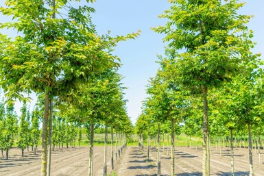 Rosablühende Winterkirsche Prunus x subhirtella 'Autumnalis Rozea' Hochstamm Stammumfang 8-10 Stammh Prunus x subhirtella 'Autumnalis Rosea' Hochstamm 8/10 180cm Stamm