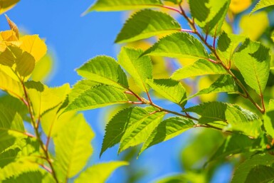 Rosablühende Winterkirsche Prunus x subhirtella 'Autumnalis Rozea' Hochstamm Stammumfang 8-10 Stammh Prunus x subhirtella 'Autumnalis Rosea' Hochstamm 8/10 180cm Stamm