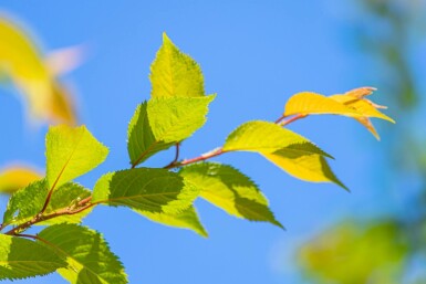Rosablühende Winterkirsche Prunus x subhirtella 'Autumnalis Rozea' Hochstamm Stammumfang 8-10 Stammh Prunus x subhirtella 'Autumnalis Rosea' Hochstamm 8/10 180cm Stamm