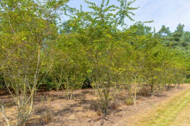 Rosablühende Winterkirsche Prunus x subhirtella 'Autumnalis Rozea' Mehrstämmig 175-200 T Prunus x subhirtella 'Autumnalis Rosea' Mehrstämmig 175-200