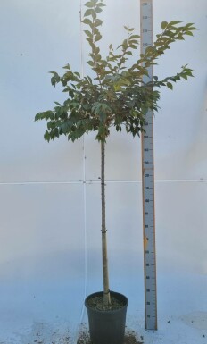 Rosablühende Winterkirsche Prunus x subhirtella 'Autumnalis Rozea' Halbstamm Prunus x subhirtella 'Autumnalis Rosea' Halbstamm