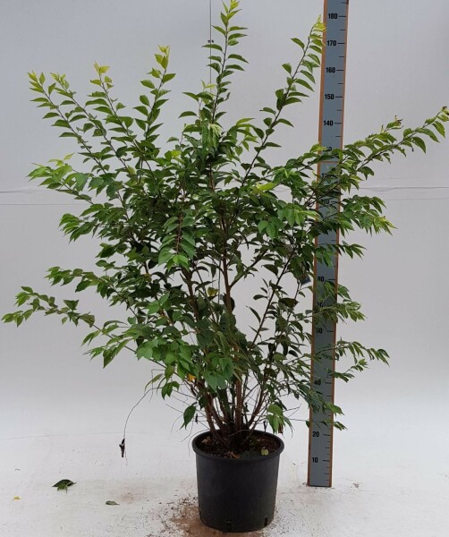 Rosablühende Winterkirsche Prunus x subhirtella 'Autumnalis Rozea' Strauch 80-100 T Prunus x subhirtella 'Autumnalis Rosea' Strauch 80-100