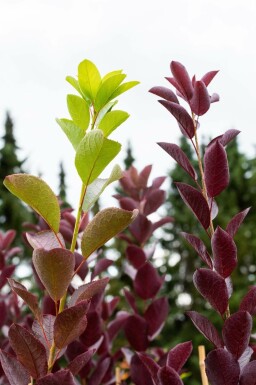 Virginische Traubenkirsche Prunus virginiana 'Shubert' Hochstamm Stammumfang 20-25 T Prunus virginiana 'Shubert' Hochstamm 20/25