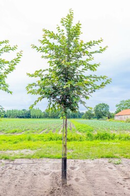 Tokiokirsche Prunus yedoensis Prunus yedoensis