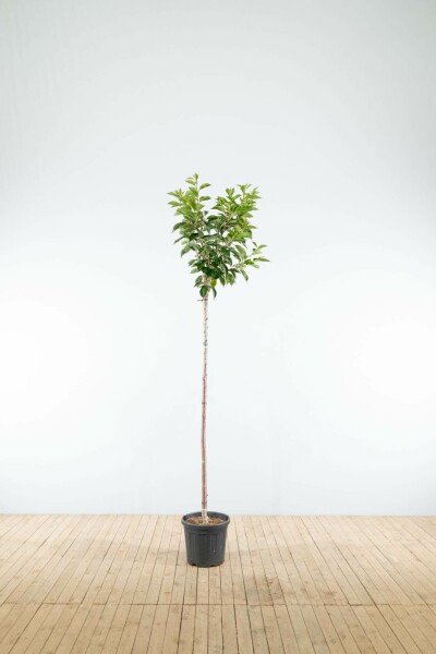 Tokiokirsche Prunus yedoensis Hochstamm Stammumfang 16-18 T Prunus yedoensis Hochstamm 16/18