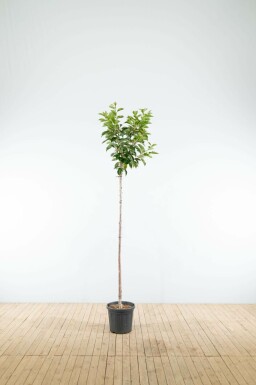 Tokiokirsche Prunus yedoensis Hochstamm Stammumfang 16-18 T Prunus yedoensis Hochstamm 16/18