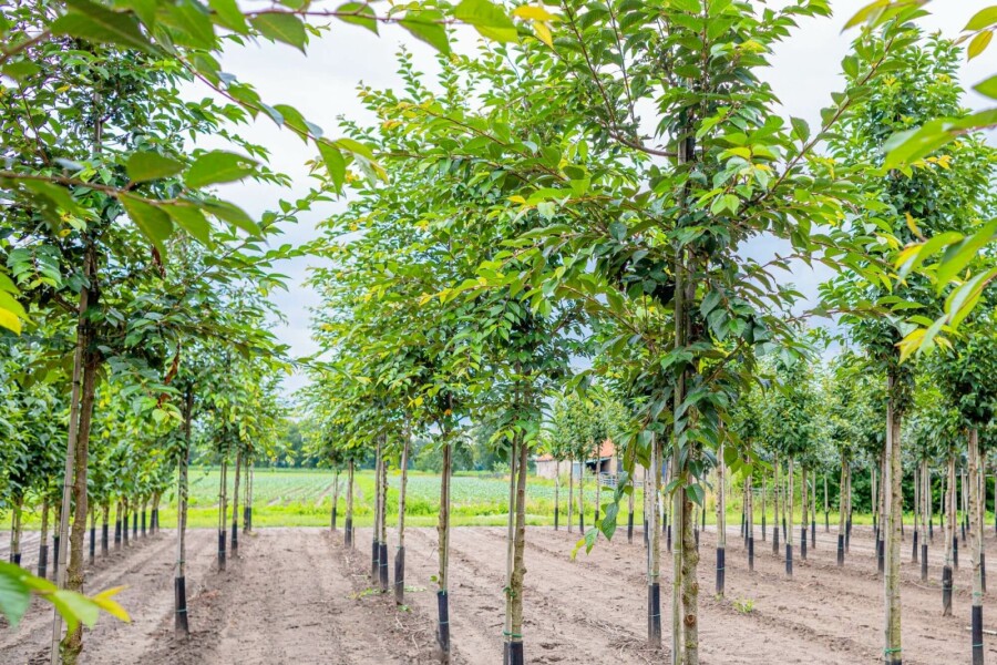 Tokiokirsche Prunus yedoensis Hochstamm Stammumfang 16-18 T Prunus yedoensis Hochstamm 16/18