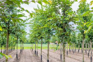 Tokiokirsche Prunus yedoensis Hochstamm Stammumfang 16-18 T Prunus yedoensis Hochstamm 16/18