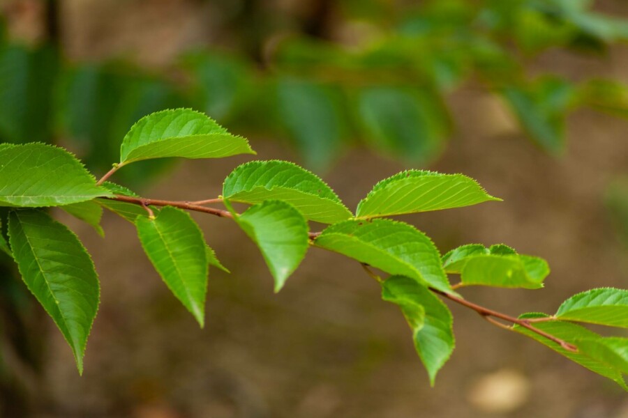 Tokiokirsche Prunus yedoensis Mehrstämmig 350-400 T Prunus yedoensis Mehrstämmig 350-400